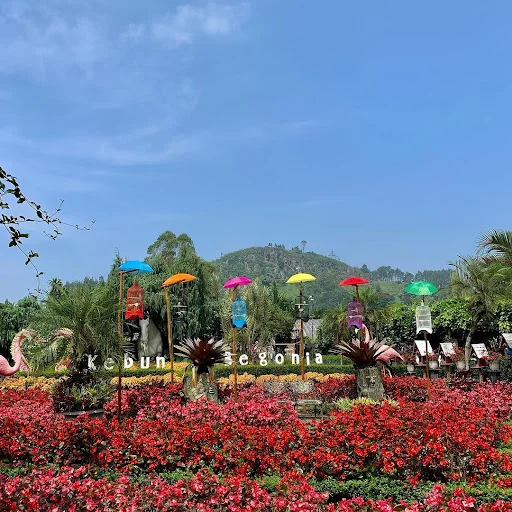 wisata bandung terbaru kebun begonia lembang - CIMB Niaga